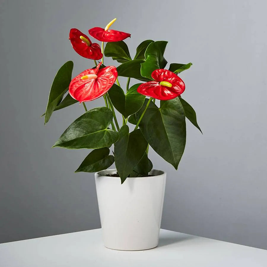 Anthurium